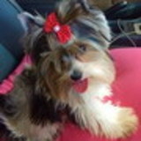 Juliana de Campos da Rocha