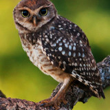 Yara Christina Serrat Bomente