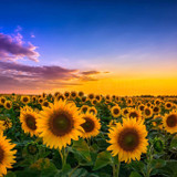 STEPHANIE DE FREITAS MENDES