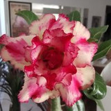 Luciana Mitocôndria