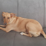 Carlos Alberto Freire