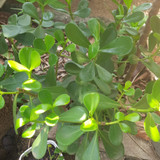 Lysdaiany Gomes Lima Pereira