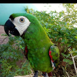 Zelia moreira das neves