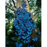 Gisele Macedo de Araujo