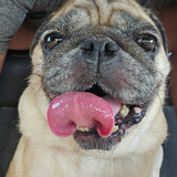 JULIA SEMENZATI MARSON