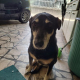 Danilo Rodrigues de Britto