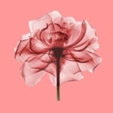 GABRIELA GIORDANI NERILO