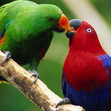 Ricardo Caracushansky