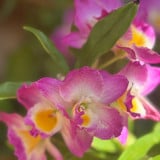 Leticia Silva Batista