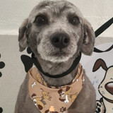 Elisabete Pieroni Rotta