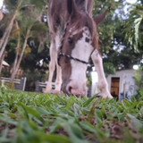 Beatriz Nunes S de Oliveira