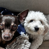 Vanessa Menezes Moraes