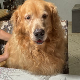 Marily Guimarães Dib