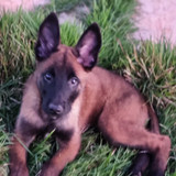 Tatiane Moreira dos Reis