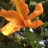 Georgia Carolina Capistrano da Costa