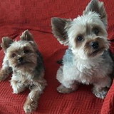 Glaura Virgínia Gonçalves Bahe