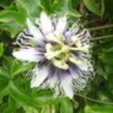 aldaise santos ferreira