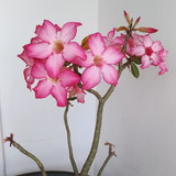 Tania renata nascimento