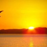 Renata Canella Fernandes