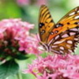 Natalilia Castro Lima