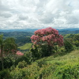 ana paula vieira cricca