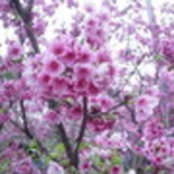 Carmelita Rosana J Silva