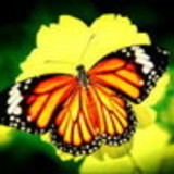 Sheila Cristina Lopes (Thais silva Lopes)