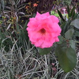 Graziella Zahreddine