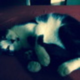 izamar cristina franco caetano