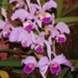 silvana de moura lopes