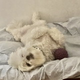 Isabela Bressan Cordini