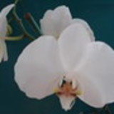 Maria Fernanda Pensado