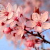 Marly da Costa Fagundes Marques