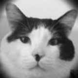 SILVIA ROMANELLI BERTACHINE DO REGO