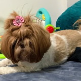 Ana Paula Pereira Borges de Padua