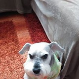 maria dolores zebiani