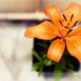 Novo Design Personalizados