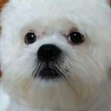 Maria Adriana Martins Bassols