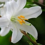 Maria Beatriz Guedes