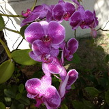 excluido_Maria Pires