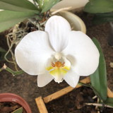 Ana Luiza Peres Tonin