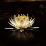 Graziela Mayumi Dantas Sasahara