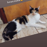 CINTIA FERRACINI MACEDO