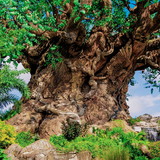 solange veloso slobodticov