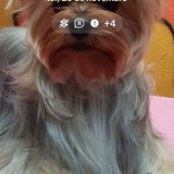 arleide schiavelli bastos