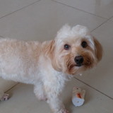 Camila Lima Santos e Santos