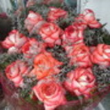 roseliaraujoderezende