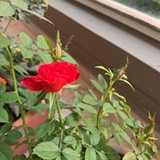 Rosangela Saint Martin