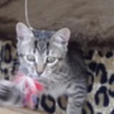 excluido_BICHINHO FELIZ