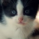 lais veronica ostapiv